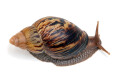 Lissachatina zanzibarica type 5 subadult